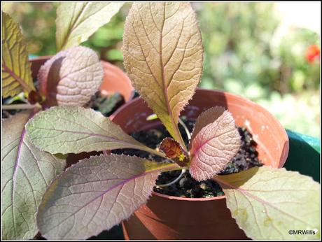 Planting Chinese Cabbage