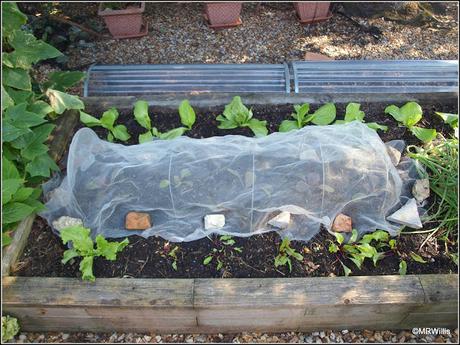 Planting Chinese Cabbage