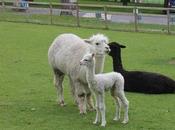 Animals Pets Heard Alpacas