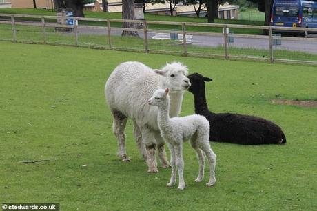 animals as pets ~ heard of Alpacas !! animals as pets ~ heard of Alpacas !!