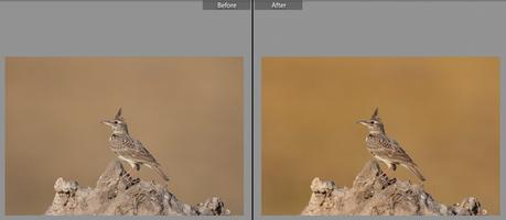 Lightroom Before and After