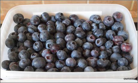Harvesting Blueberries