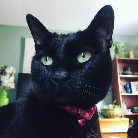 Pssst, I’ll let you in on a secret, black cats are best. Don’t...