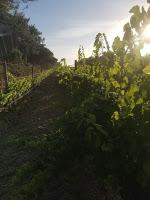 Extreme Viticulture: DOC Colares Portugal