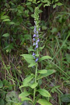 Late Summer Blue and Yellow