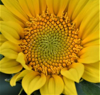 Late Summer Blue and Yellow