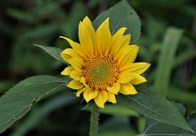 Late Summer Blue and Yellow