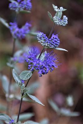 Late Summer Blue and Yellow