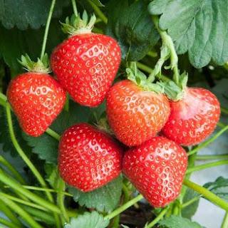 Sponsored Post:  Planting strawberries for next year