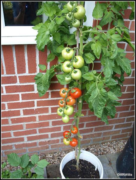 Harvesting big tomatoes