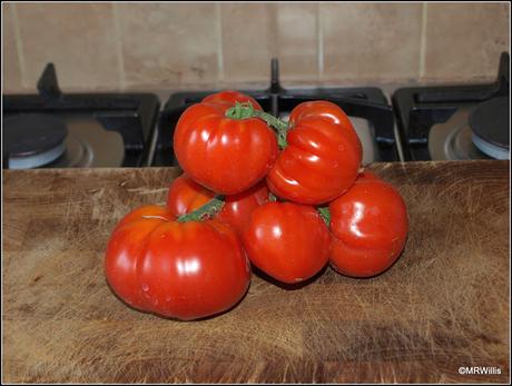 Harvesting big tomatoes