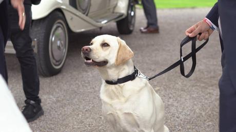 Dogs and Bow Ties – A Mitton Hall Wedding Video