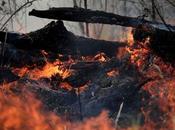 Politics Fire Amazon Forests