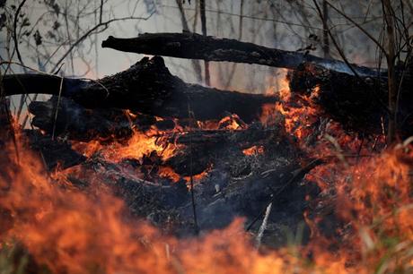 politics of fire in Amazon forests