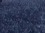 HCTF Premiere Brick Briscoe: "Dolores" Video