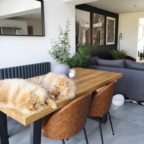 two persian cats on a dining table next to an Aruba radiator