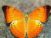 தமிழ் மறவன் வண்ணத்துப்பூச்சி Tamil Yeoman Butterfly State Symbol