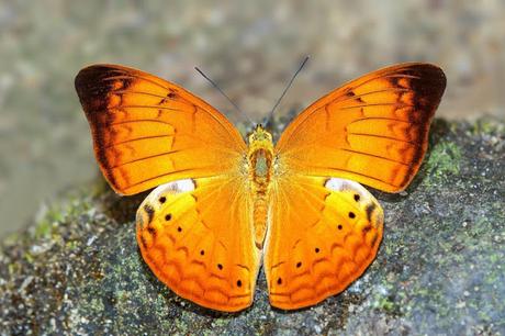 தமிழ் மறவன்  வண்ணத்துப்பூச்சி : Tamil Yeoman butterfly is TN State symbol