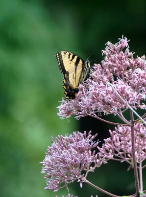 The House of the Spirits