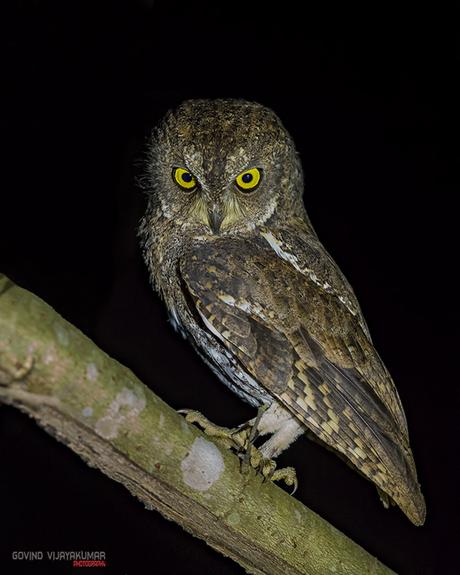 Walden Scops Owl