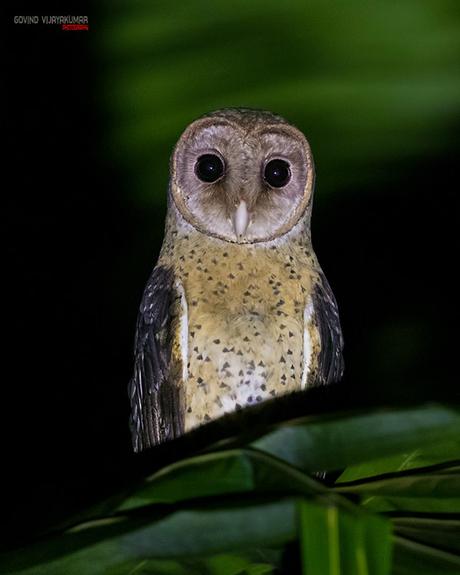 Andaman Masked owl at Night