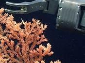 Scientists Spot Rare Life Remotely Operated Vehicles Livestream N.S. Coast