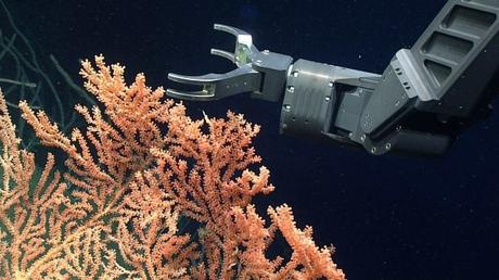 Scientists spot rare life as remotely operated vehicles livestream off N.S. coast