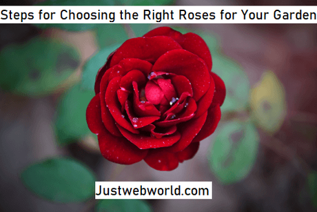 8 Steps for Choosing the Right Roses for Your Garden
