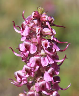 Dwarf Lousewort & the Joy of Learning