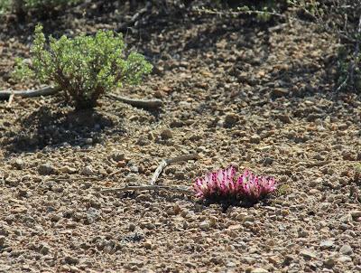 Dwarf Lousewort & the Joy of Learning