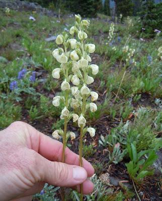 Dwarf Lousewort & the Joy of Learning