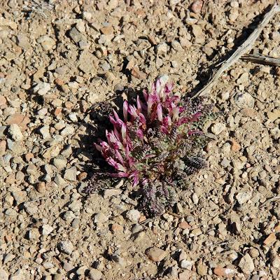 Dwarf Lousewort & the Joy of Learning