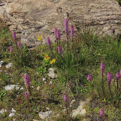 Dwarf Lousewort & the Joy of Learning