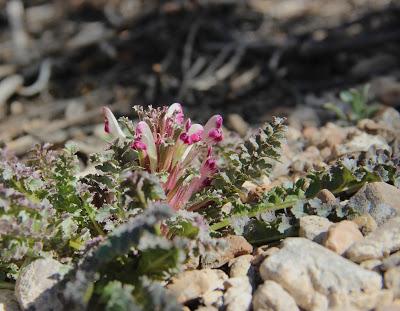 Dwarf Lousewort & the Joy of Learning