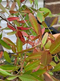 Autumn is tapping at the door