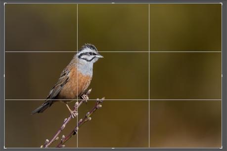 Crop Grid in Lightroom Calssic CC