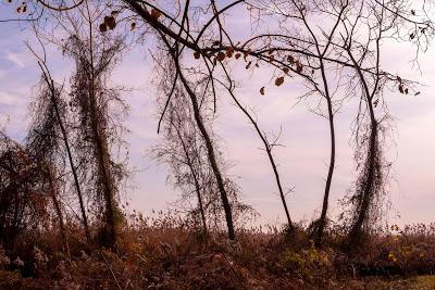 This isn't Mars, it's even stranger, it's earth (Liberty State Park, NJ)