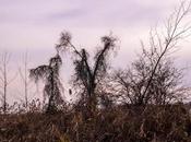 This Isn't Mars, It's Even Stranger, Earth (Liberty State Park,