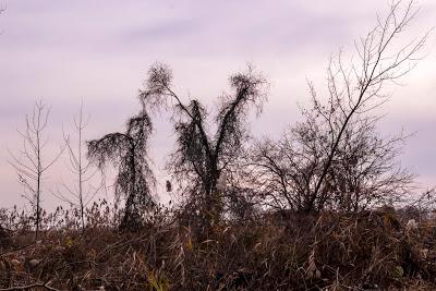 This isn't Mars, it's even stranger, it's earth (Liberty State Park, NJ)