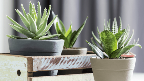 Breathe Life into your homes: Indoor plants in home décor