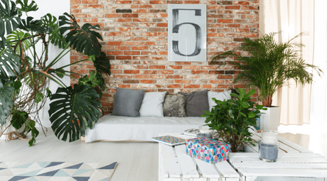 Breathe Life into your homes: Indoor plants in home décor