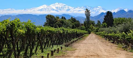Enchanting-Travels-Argentina-Tours-The beautiful snow capped Andes mountains and vineyard growing malbec grapes in the Mendoza wine country of Argentina