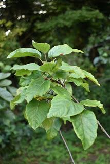 Treefollowing September 2019 - the solitary quince