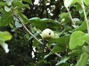 Treefollowing September 2019 Solitary Quince