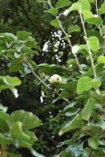 Treefollowing September 2019 - the solitary quince