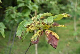 Treefollowing September 2019 - the solitary quince