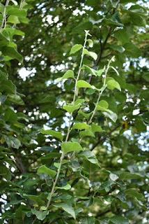 Treefollowing September 2019 - the solitary quince