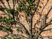 Essential Professional Pruning Tips Give Your Tree Complete Make-Over