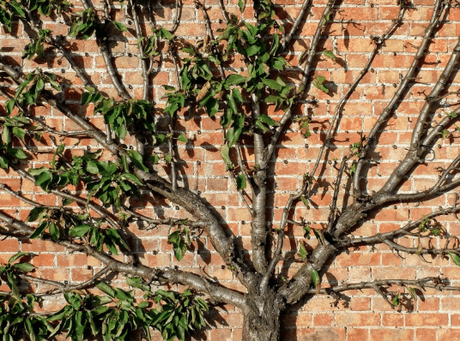 Essential Professional Pruning Tips to Give Your Tree a Complete Make-Over