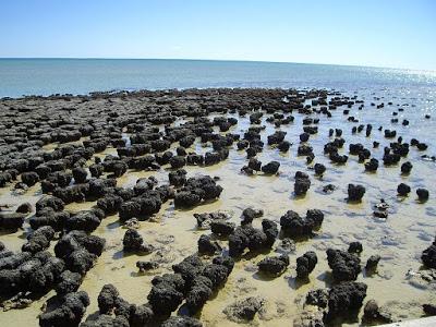 Communicating Earth Science: Stromatolite Stroll